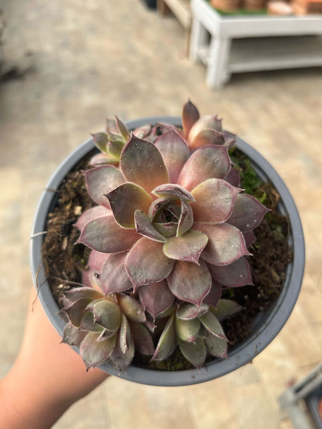 Sempervivum &#39;Aquila&#39; - vaso Ø14 cm