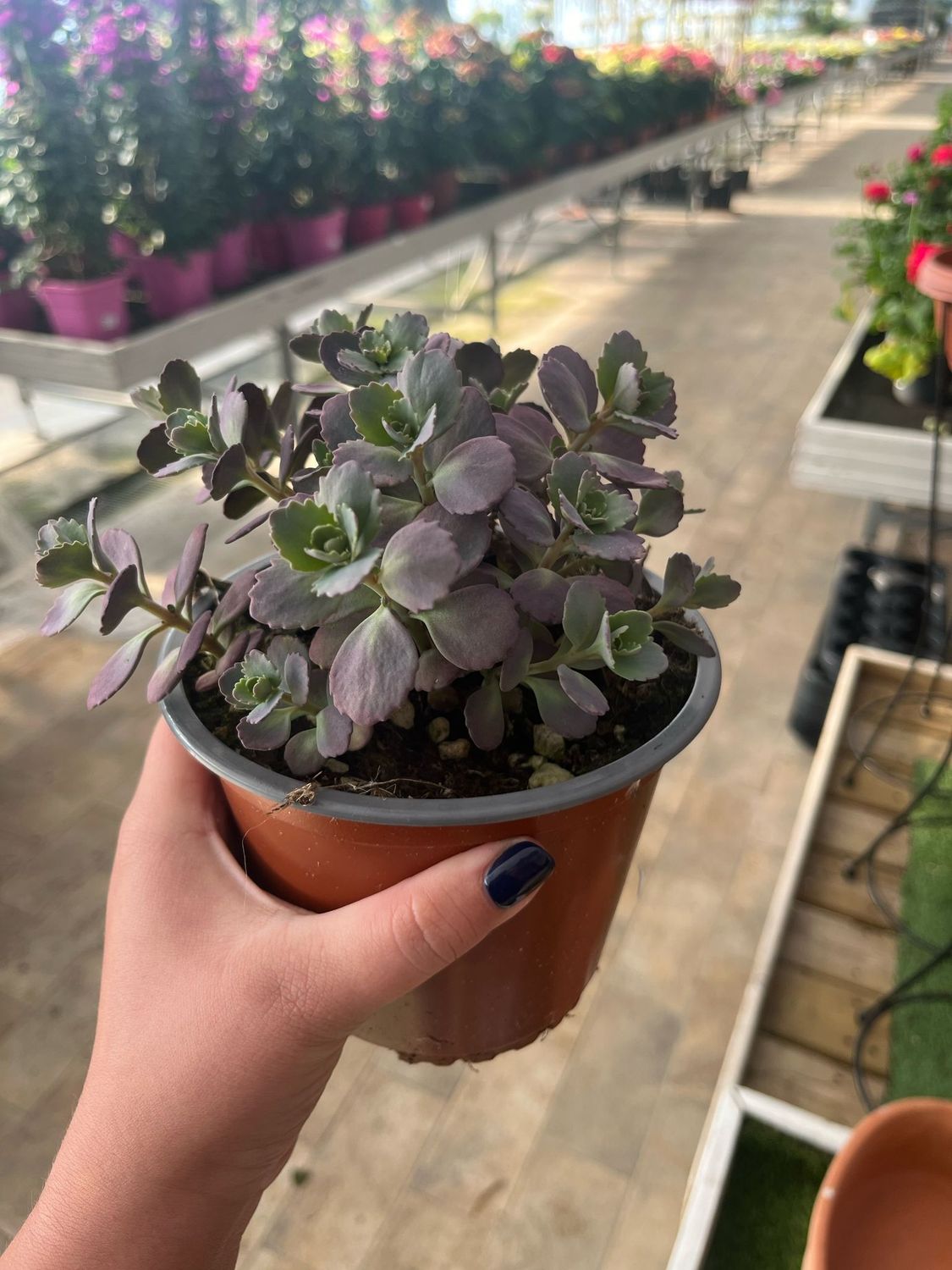 Sedum Cauticola Red Canyon - vaso Ø13 cm