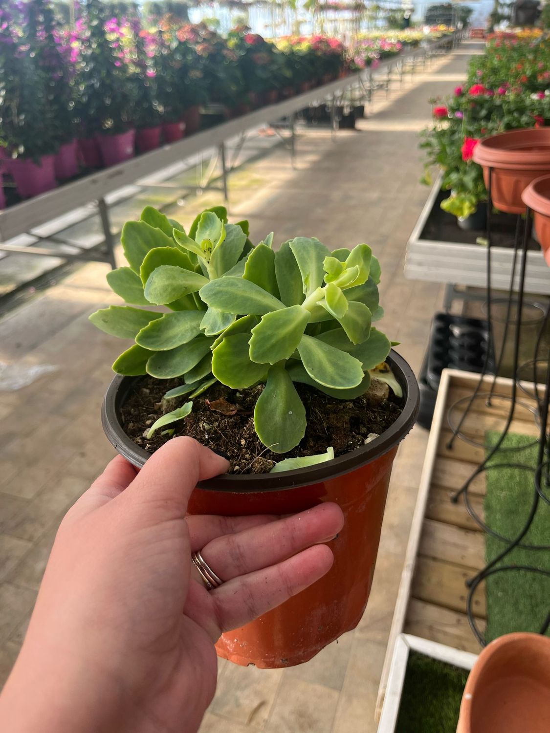 Sedum Spectabile - vaso Ø17 cm