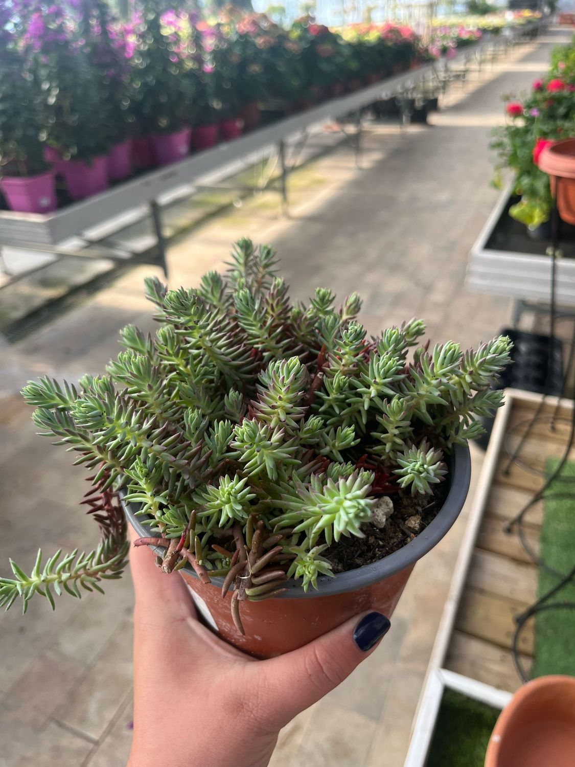 Sedum Rupestre Blue Spruce - vaso Ø13 cm