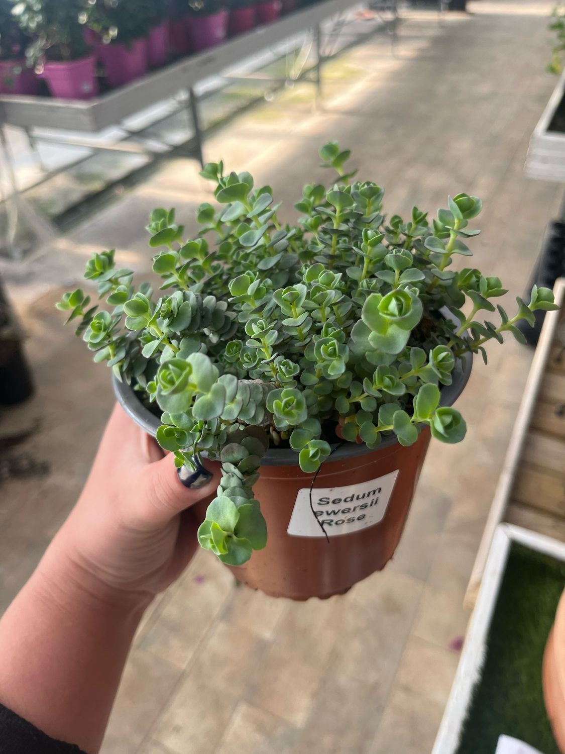 Sedum Ewersii Rose - vaso Ø13 cm