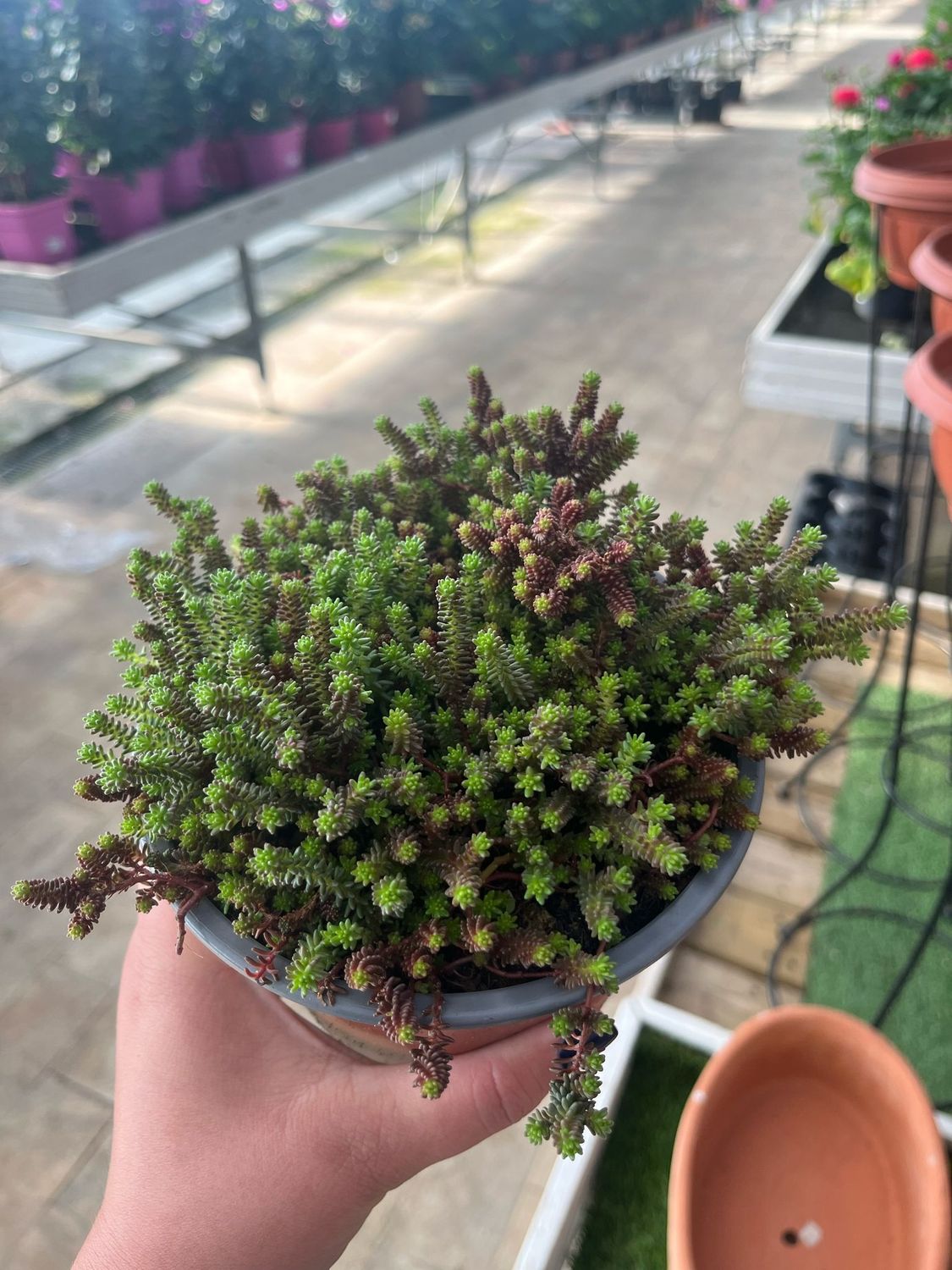 Sedum Sexangulare - vaso Ø13 cm