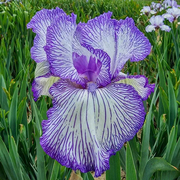 Iris Germanica &#39;Autumn Circus&#39; - vaso Ø17 cm