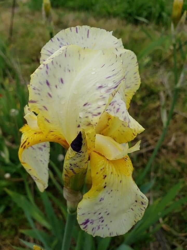 Iris Germanica &#39;Minnesota Mixed Up Kid&#39; - vaso Ø17 cm