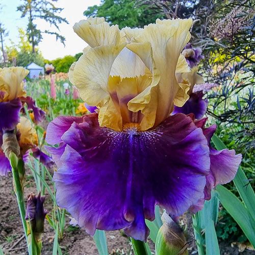 Iris Germanica &#39;Final Episode&#39; - vaso Ø17 cm