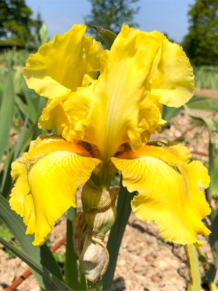 Iris Germanica &#39;Golden Immortal&#39; - vaso Ø17 cm