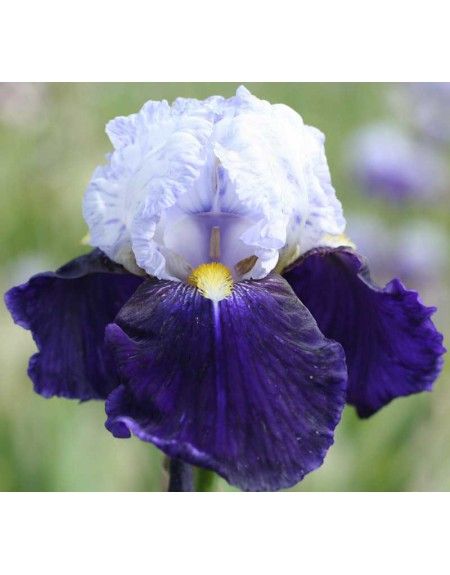 Iris Germanica 'In Night Heels' - vaso Ø17 cm