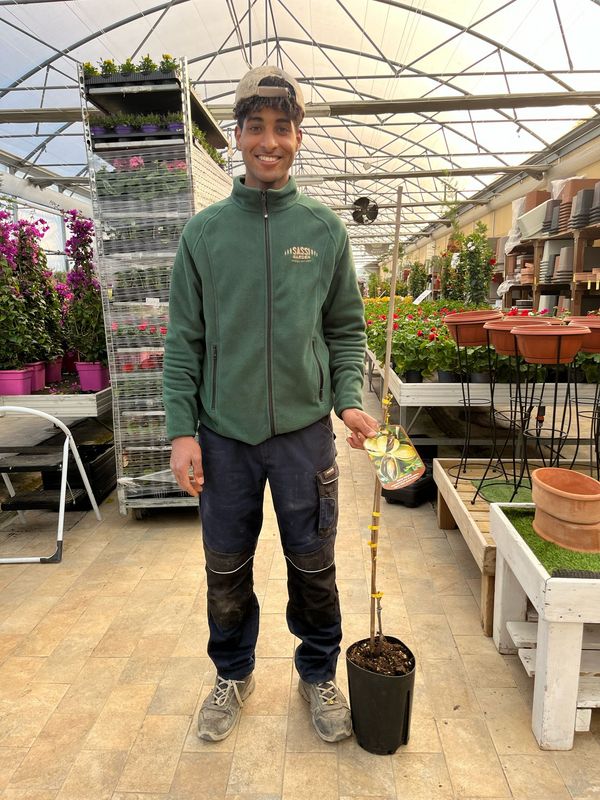 Carya illinoinensis 'Cheyenne’, Noce pecan ‘Cheyenne’, Noce pecan precoce - vaso Ø26 cm, h 180 cm - INNESTO