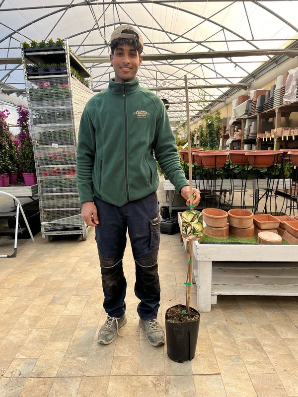 Carya illinoinensis ‘Cape Fear’, Noce pecan ‘Cape Fear’, Noce pecan precoce - vaso Ø26 cm, h 180 cm - INNESTO