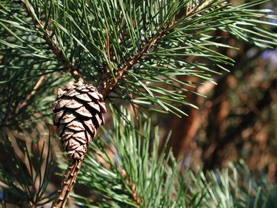 Pinus sylvestris - Pino silvestre - vaso Ø18 cm h 80