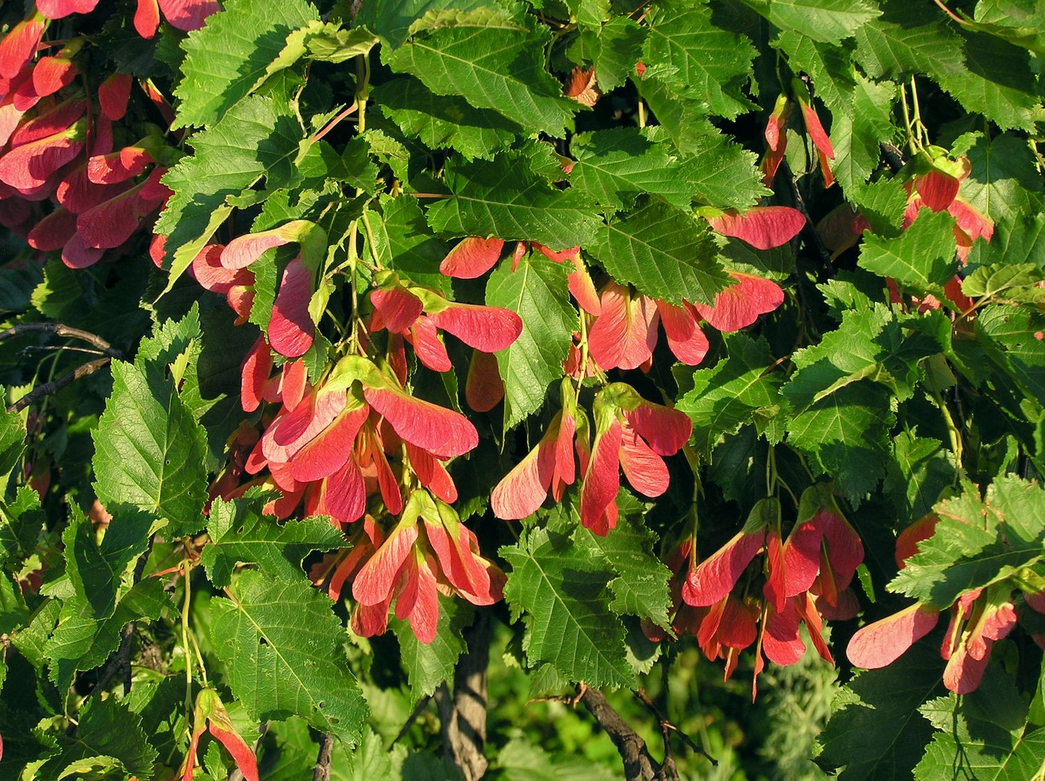 Acer tataricum, Acero Tataro - vaso 3 litri,  130 cm