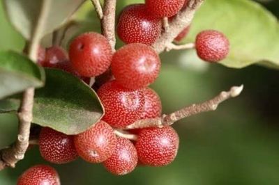 Elaeagnus umbellata, Olivello d’autunno - vaso Ø18 cm, H 110-120