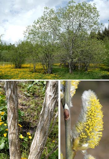 Salix caprea Salicone, Salice caprino - vaso 3 litri