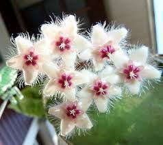 Hoya sumatra - vaso Ø10,5 cm