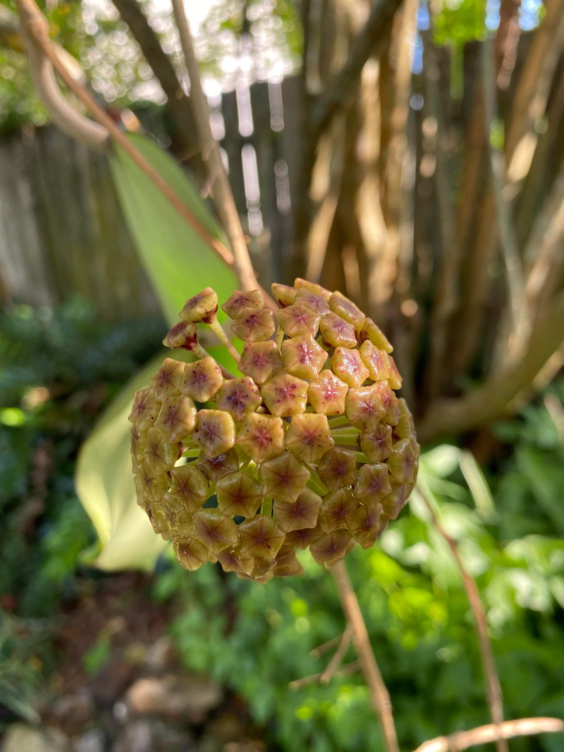 Hoya latifolia &#39;Green&#39; - vaso Ø10,5 cm