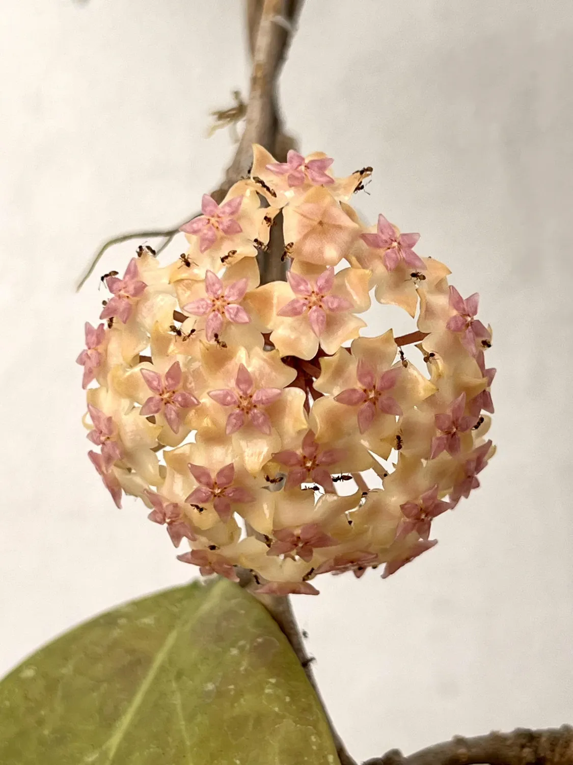 Hoya cv. &#39;Joy&#39; - vaso Ø10,5 cm