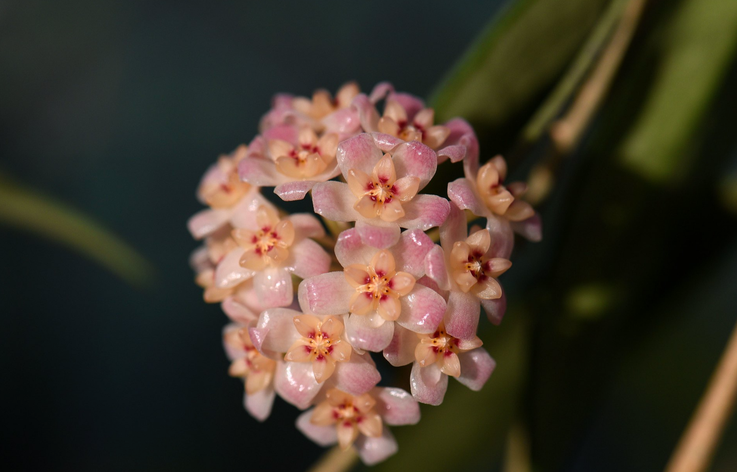 Hoya scortechinii - vaso Ø10,5 cm