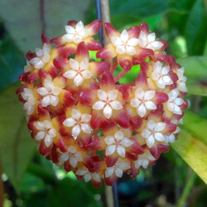 Hoya &#39;Black Cat&#39; - vaso Ø10,5 cm