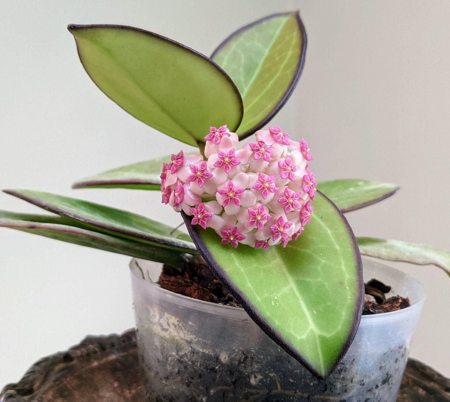 Hoya icensis - vaso Ø10,5 cm