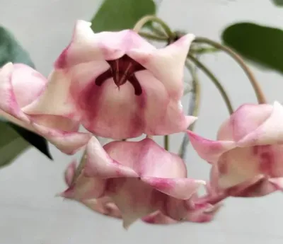 Hoya archboldiana - vaso Ø10,5 cm