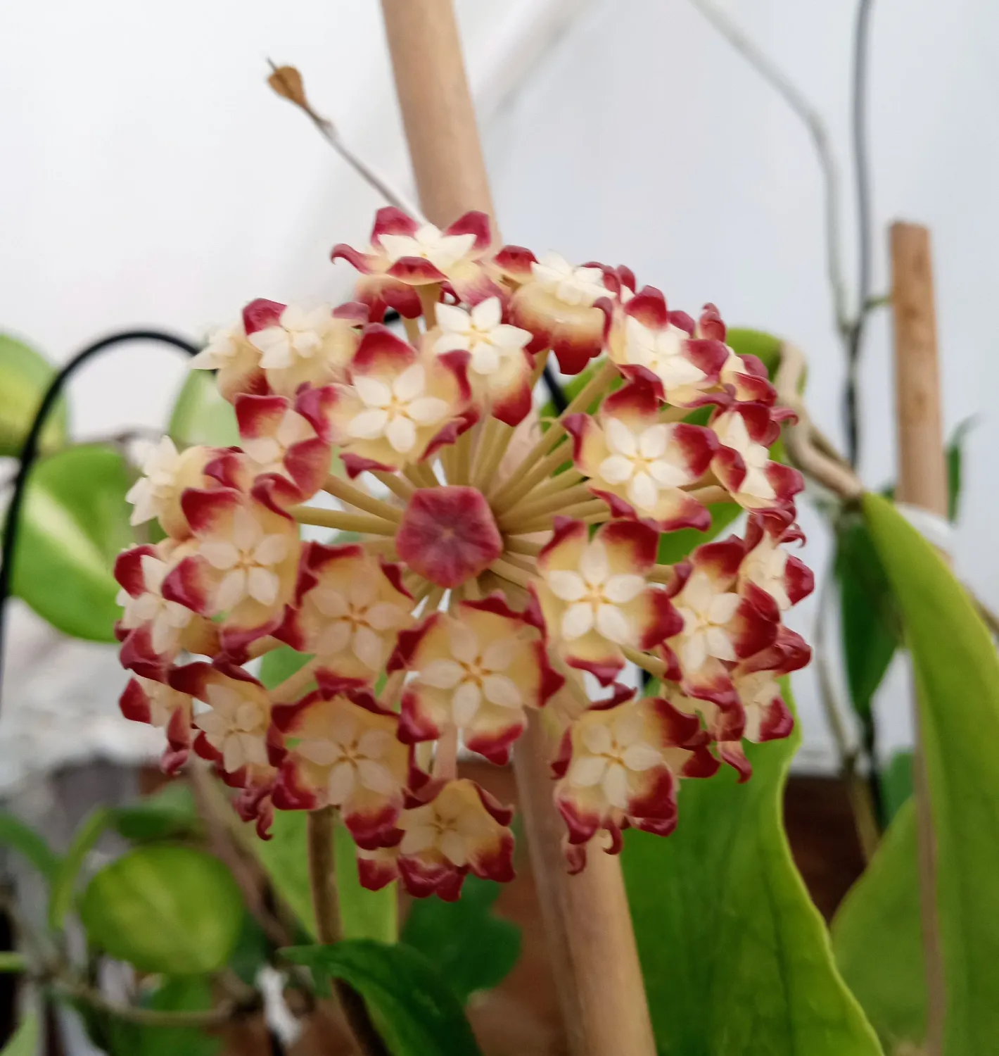 Hoya ranauensis - vaso Ø10,5 cm