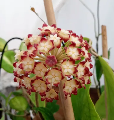 Hoya ranauensis - vaso Ø10,5 cm