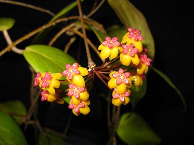 Hoya soligamiana - vaso Ø10,5 cm