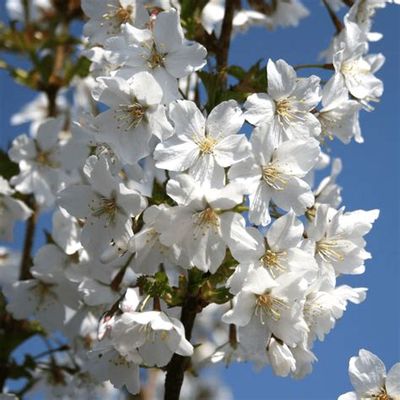 Prunus nipponica &#39; Brilliant &#39; - Ciliegio giapponese - vaso Ø26 h 130 alberetto