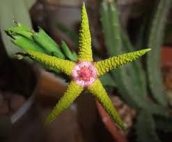 Stapelia flavopurpurea - Stapelia flavopurpurea - vaso Ø8.5 cm