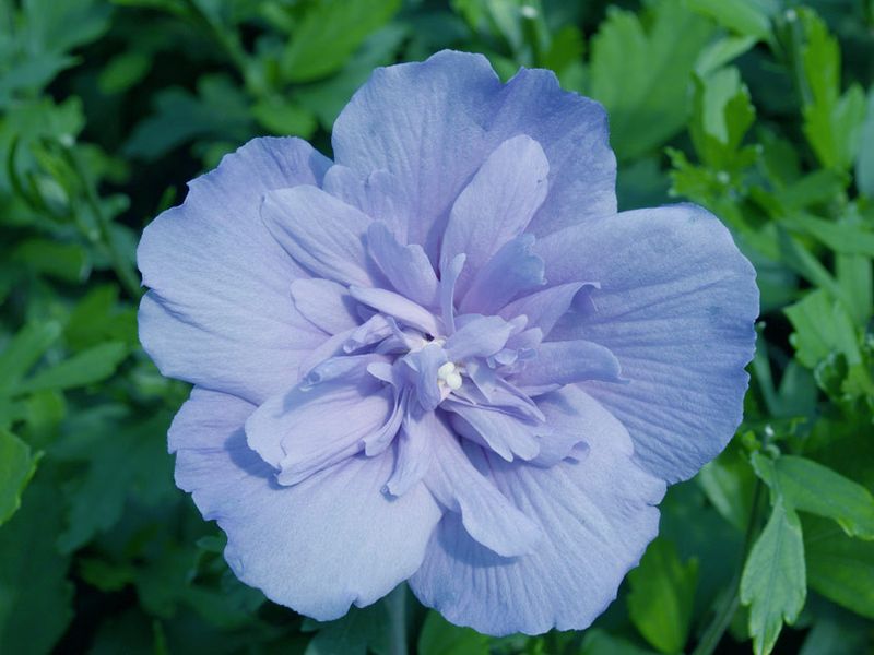 Hibiscus syriacus Blue Chiffon, Ibisco - vaso Ø18 cm h 35 cm