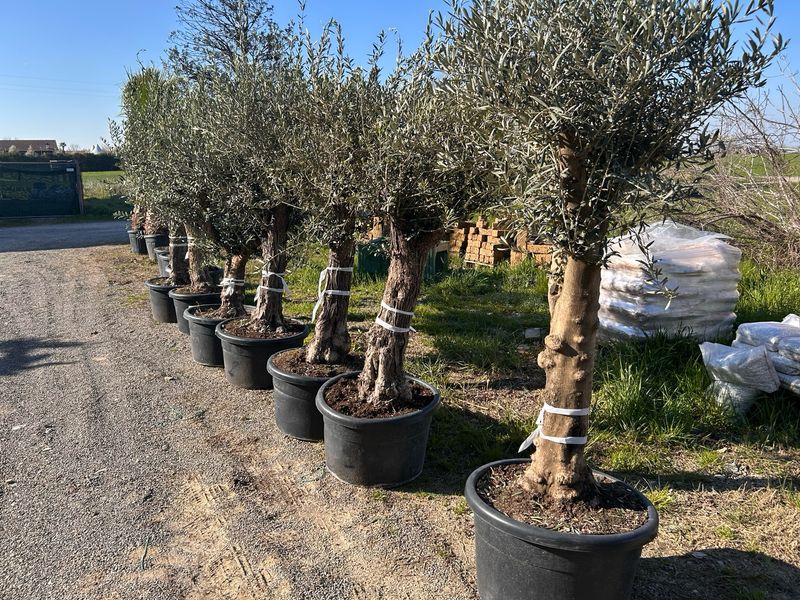 Ulivo Secolare, Olivo, Olea europaea- Ramificato vaso 100 lt