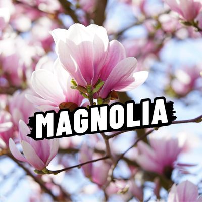 MAGNOLIA