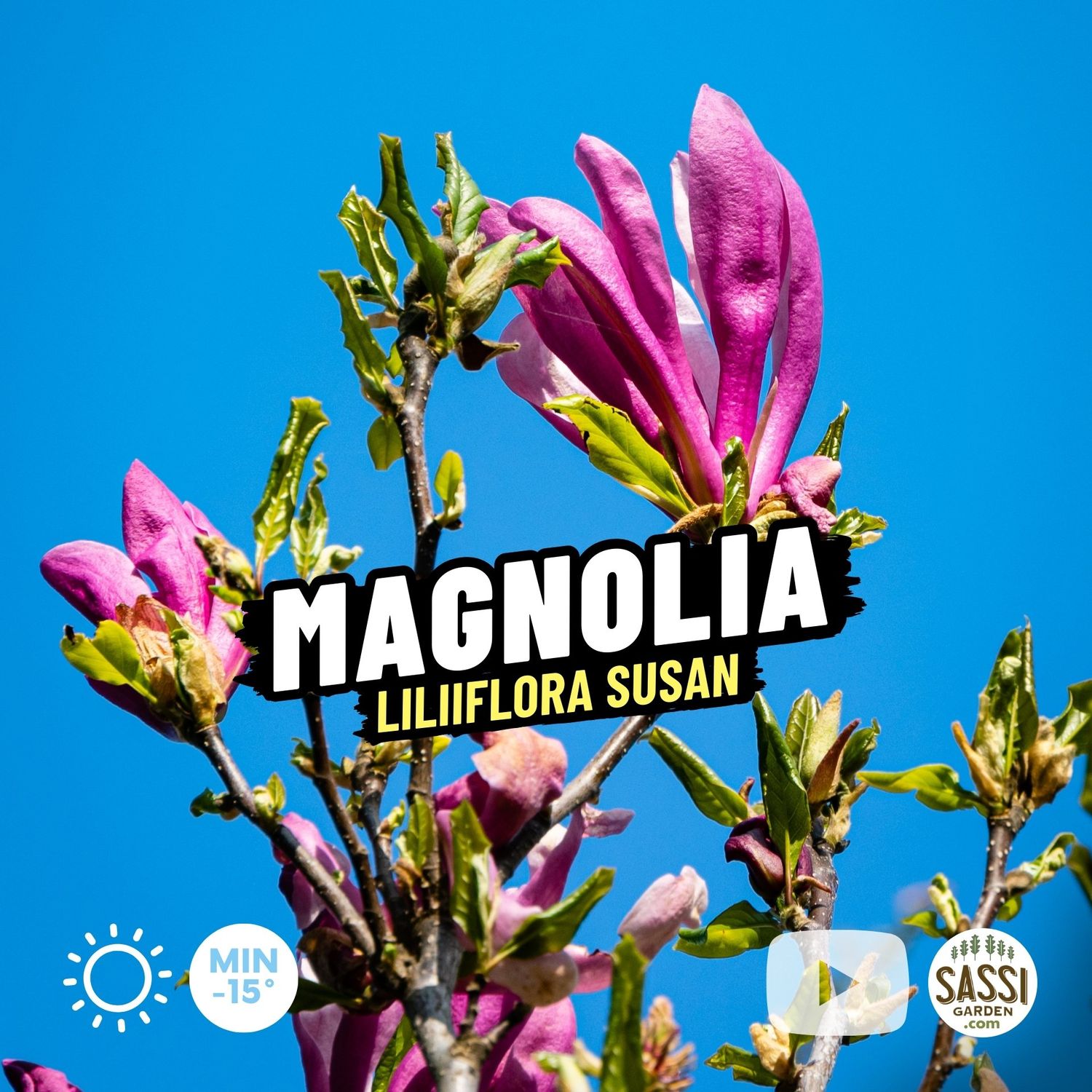 Magnolia da fiore, Magnolia liliiflora &#39;Susan&#39; - vaso Ø18 cm