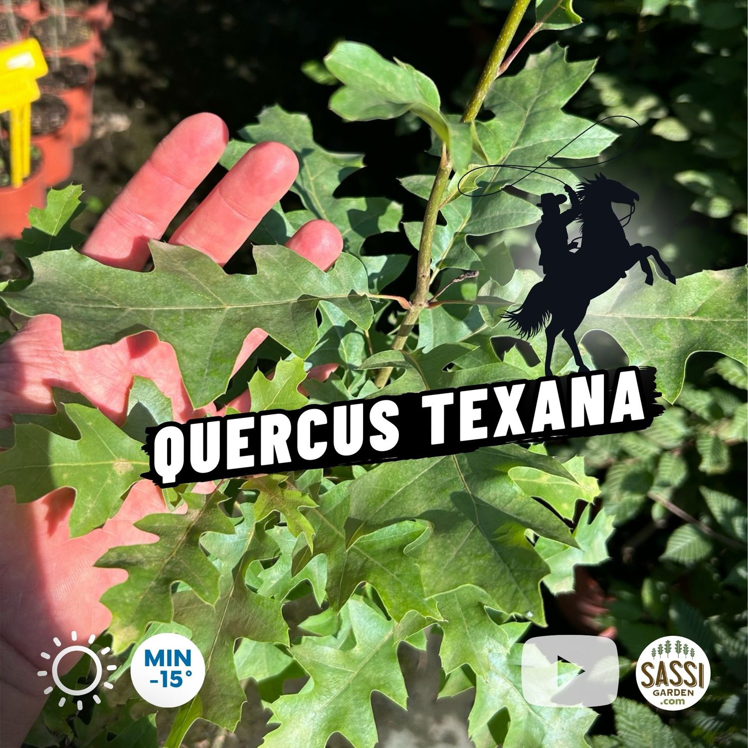 Quercus texana, Quercia del Texas - vaso 3 litro cm, h 130 cm