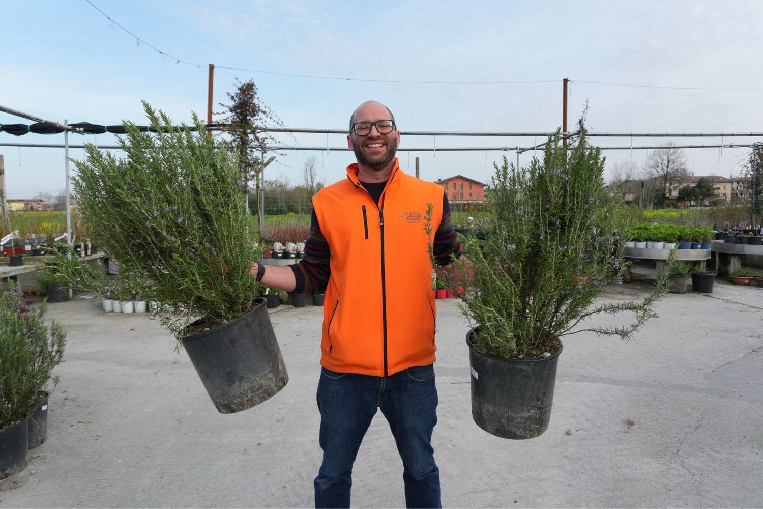 Rosmarino, Rosmarinus officinalis - vaso Ø30 cm xxl