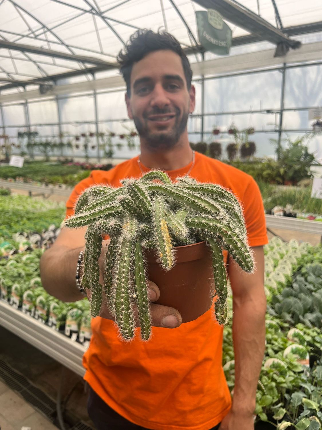 Coda di topo , Aporocactus martianus - vaso Ø12 cm