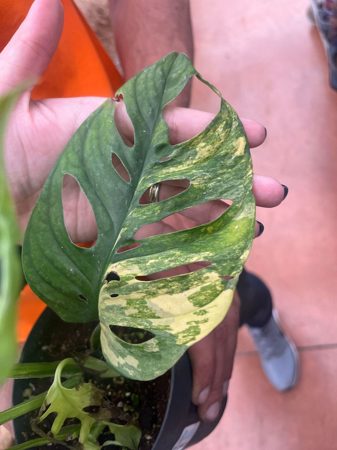 Monstera adansonii &#39; Aurea &#39; - Monstera Monkey Mask Aurea - vaso Ø14