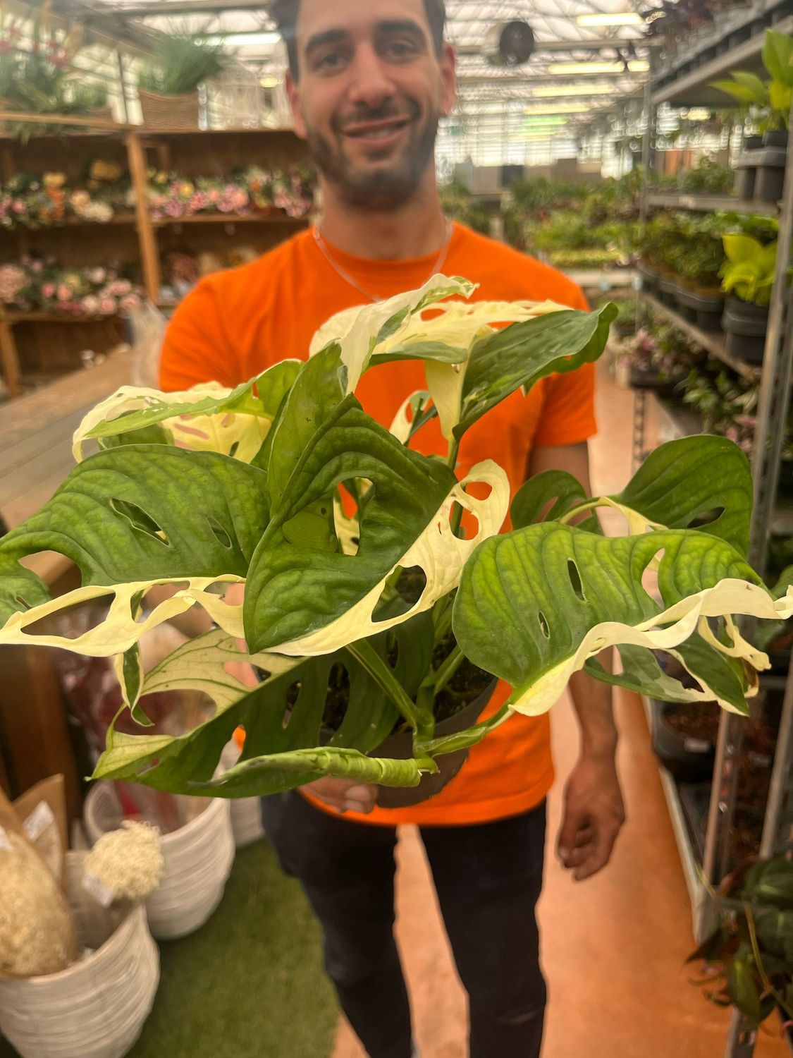 Monstera adansonii &#39; Tricolor &#39; - Monstera adansonii variegata - Monstera adansonii Tricolor - Monkey Mask Variegata - vaso Ø14
