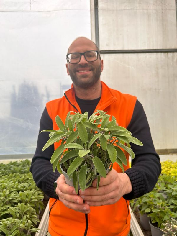 Salvia officinalis longifolia, Salvia a foglie lunghe - vaso Ø14 cm