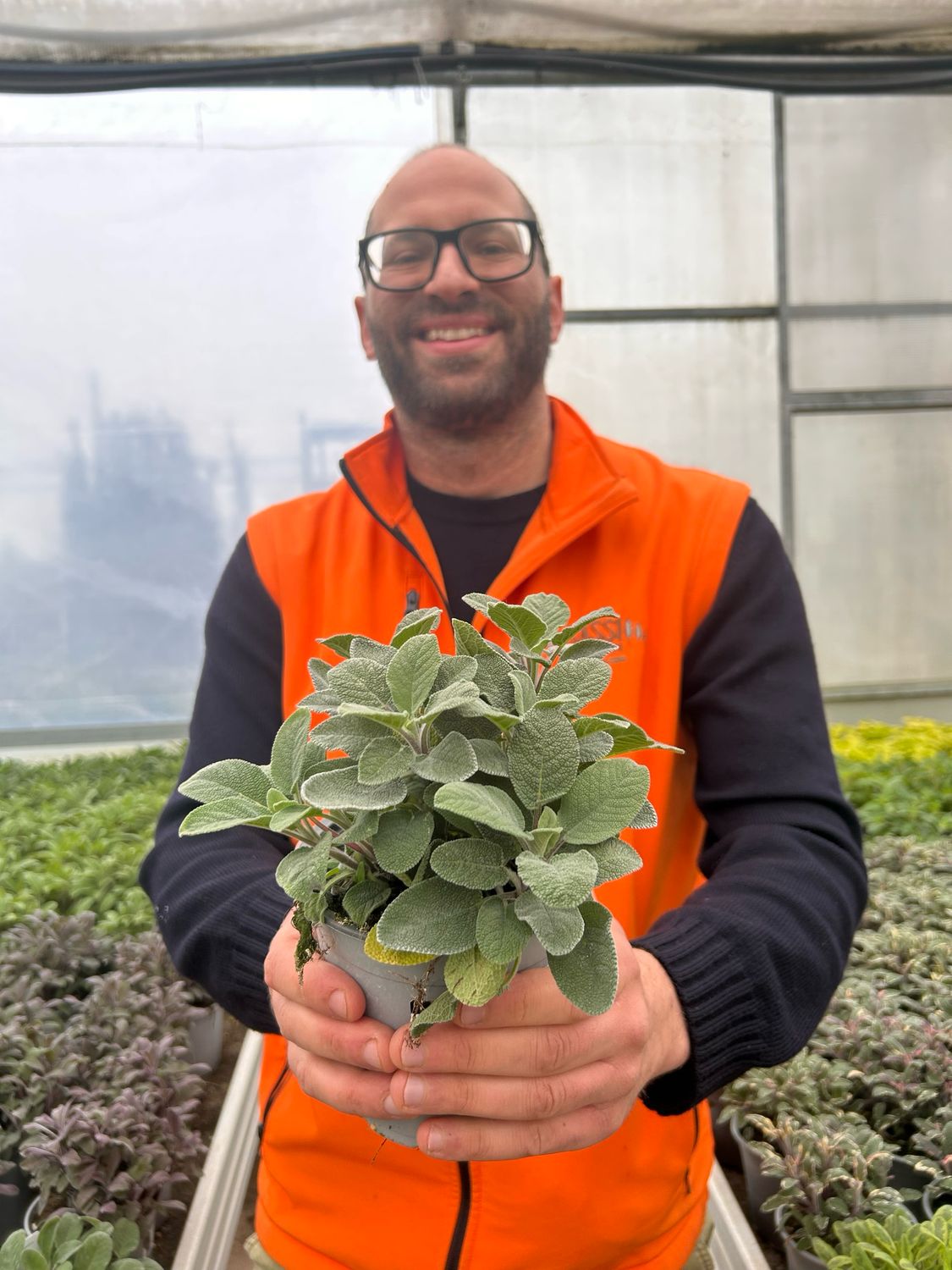 Salvione, Salvia gigante officinalis Maxima - vaso Ø14 cm
