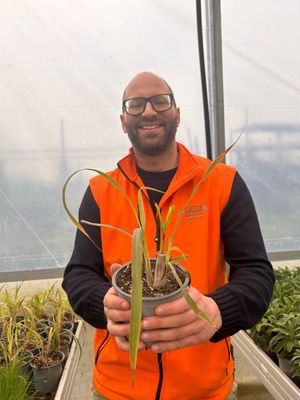 Citronella, Lemongrass, Cymbopogon citratus - vaso Ø14 cm