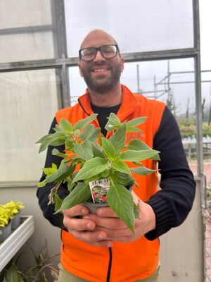 Salvia Ananas - Salvia elegans - v14