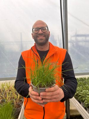 Erba Cipollina - Allium shoenoprasum - v14