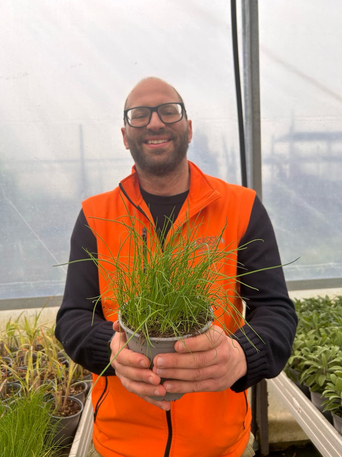 Erba Cipollina - Allium shoenoprasum - v14