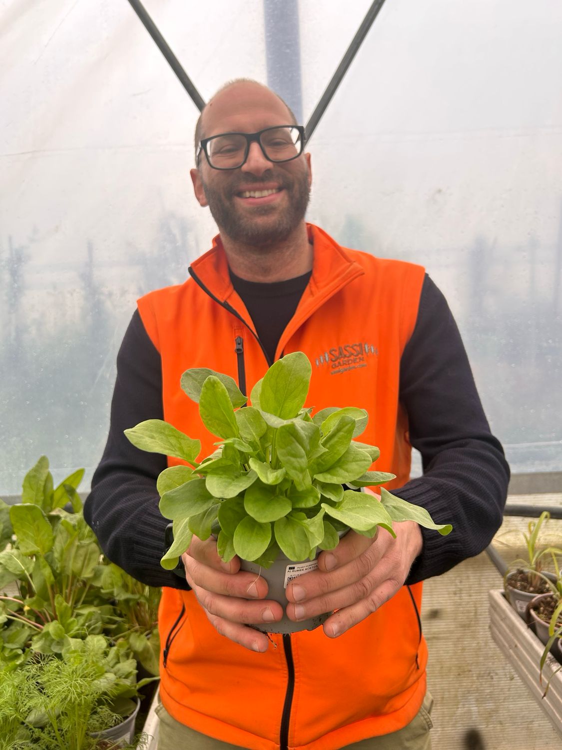 Rumex acetosa , Acetosa - Erba Brusca - vaso Ø 14cm
