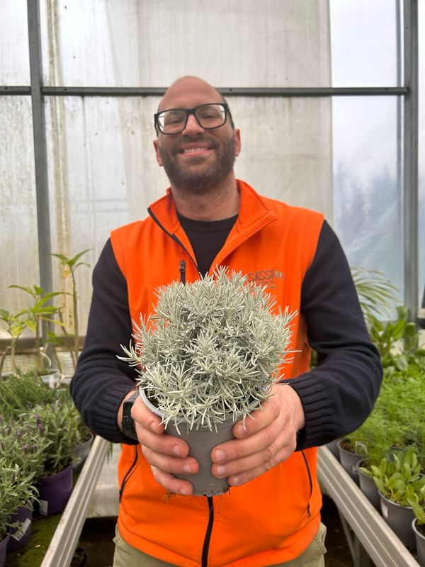 Helichrysum italicum, Elicrisio - vaso Ø 14cm