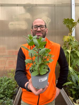 Menta Marocchina, Mentha spicata &#39;Moroccan&#39; - vaso Ø14 cm