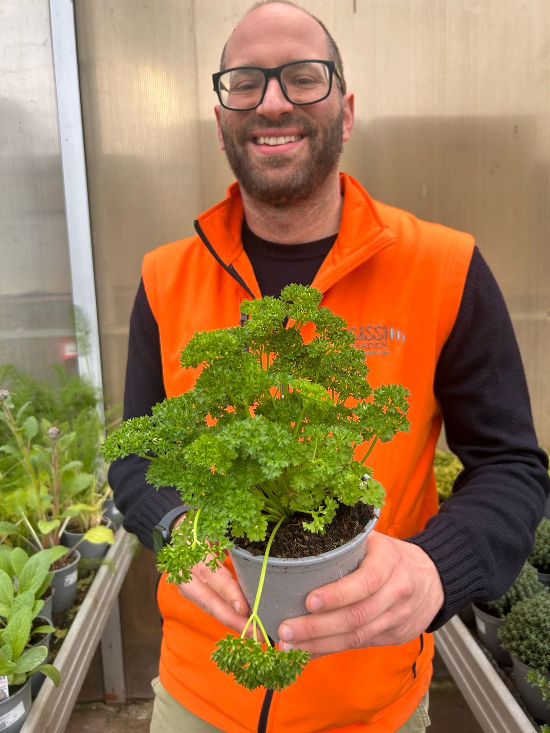 Prezzemolo riccio - Petroselinum crispus - v14