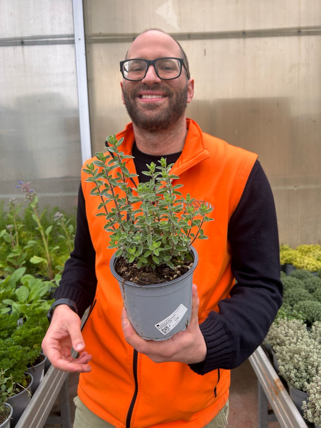 Maggiorana, Origanum majorana - vaso Ø14 cm