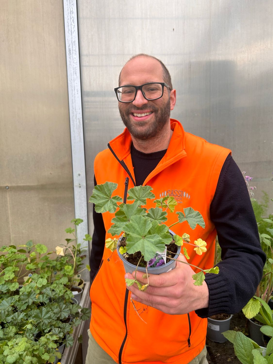 Malva Selvatica, Malva sylvestris - vaso Ø14 cm